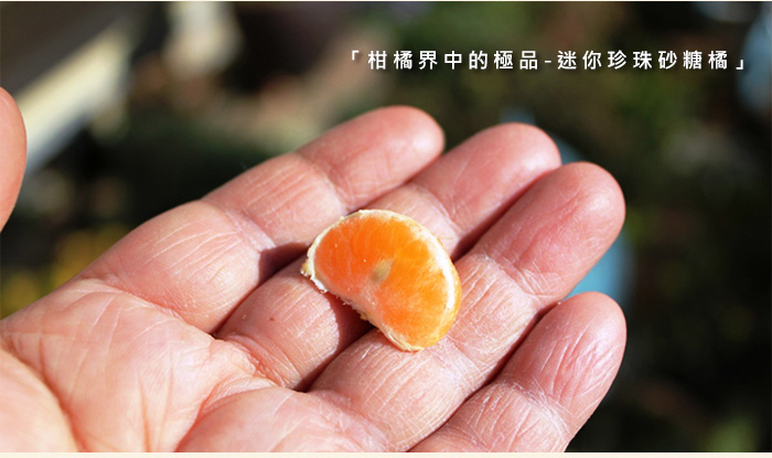 柑橘界中的極品-迷你珍珠砂糖橘