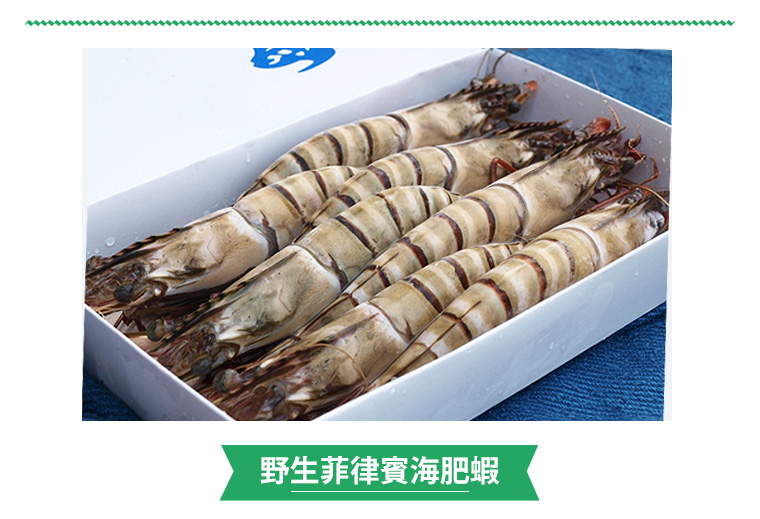 野生菲律賓海肥蝦