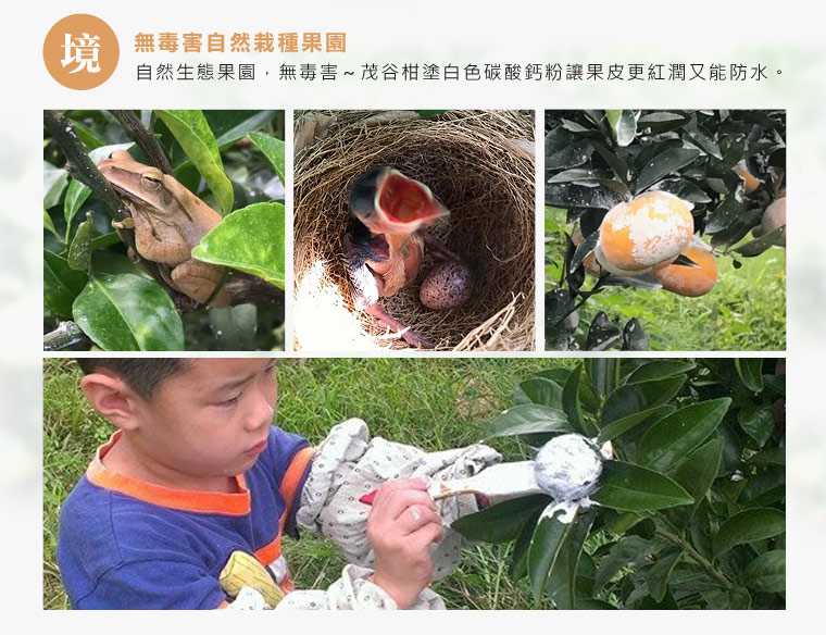 無毒害自然栽種果園