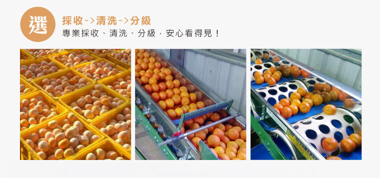 專業採收,安心看得見