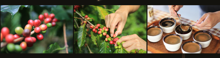 咖啡採收製作
