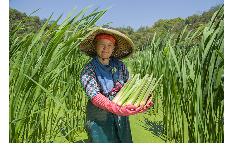 台灣新茭傲-生鮮茭白筍產地直送