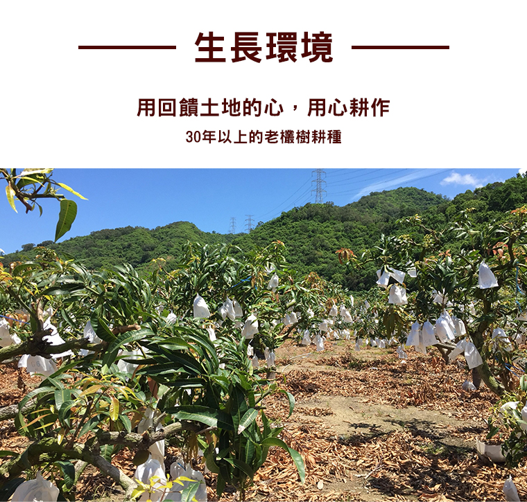 在欉黃枋山愛文芒果A級，嚴選自耕作30年以上的老欉樹
