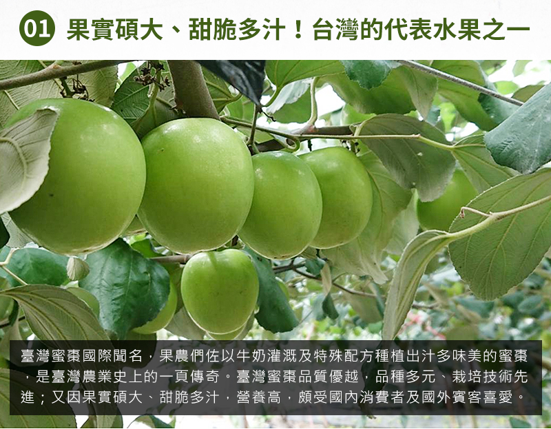 果實碩大、甜脆多汁！台灣的代表水果之一