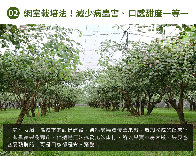 網室栽培法！減少病蟲害、口感甜度一等一  