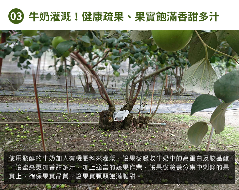 牛奶灌溉！健康疏果、果實飽滿香甜多汁