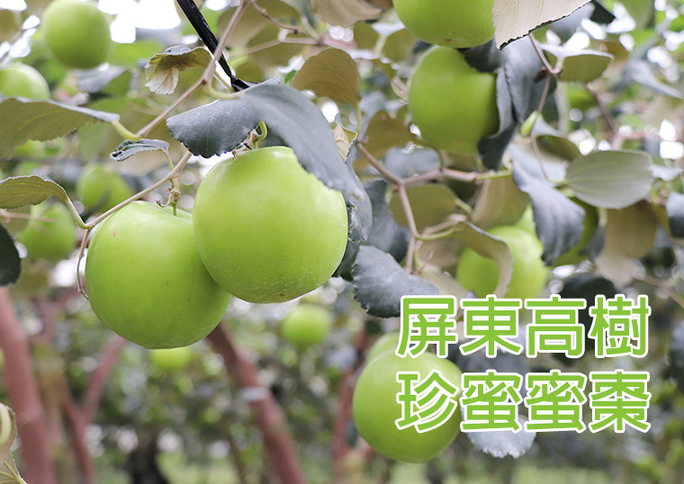 屏東高樹外銷等級珍蜜蜜棗