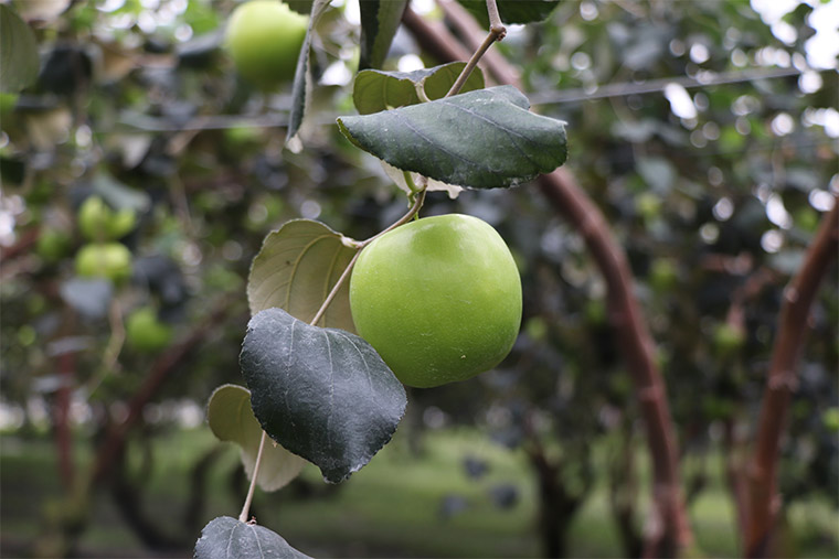 屏東高樹珍蜜蜜棗