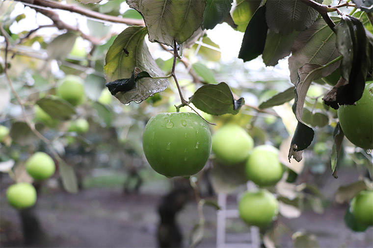 屏東高樹珍蜜蜜棗