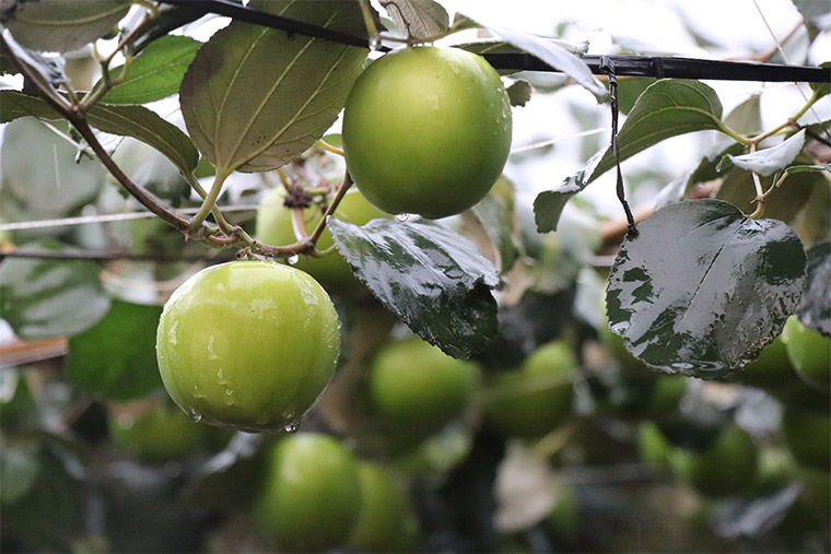 屏東高樹珍蜜蜜棗