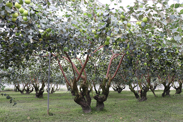 屏東高樹珍蜜蜜棗