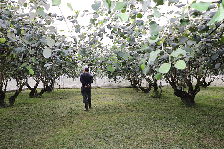 屏東高樹珍蜜蜜棗