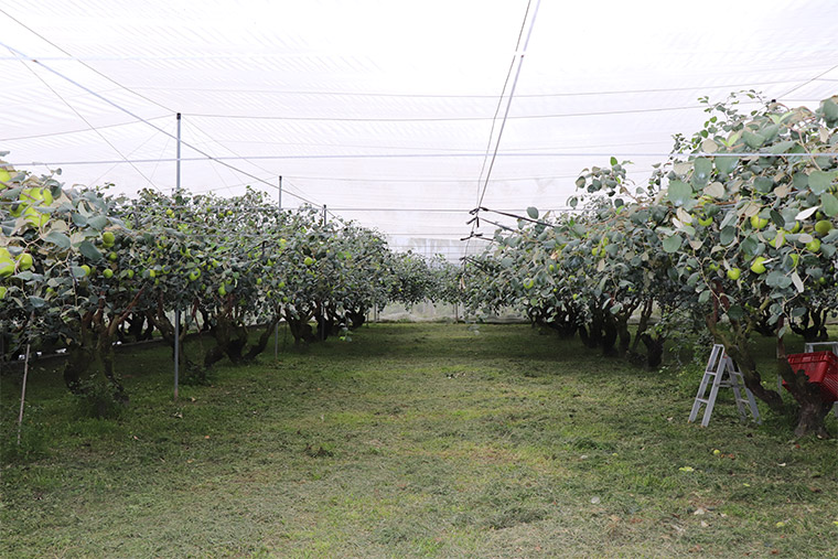 屏東高樹珍蜜蜜棗