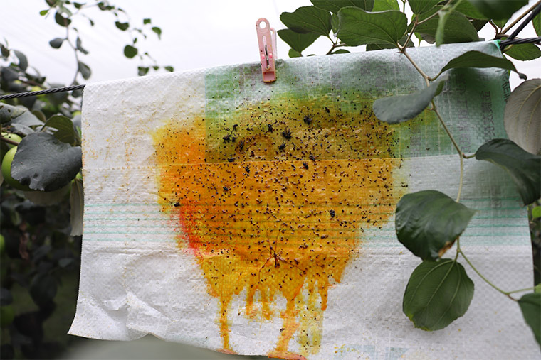 在黏蠅板上塗有特殊甜味，吸引果蠅靠近，防止病蟲害發生