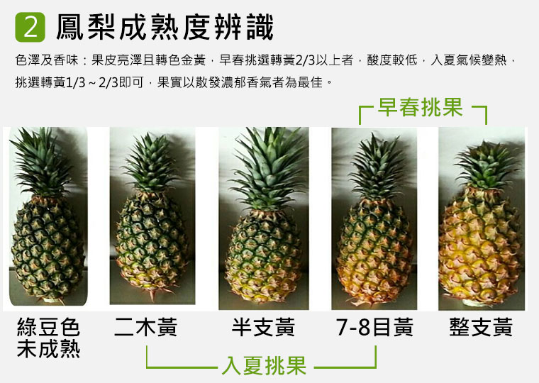 鳳梨成熟度