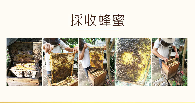 採收蜂蜜