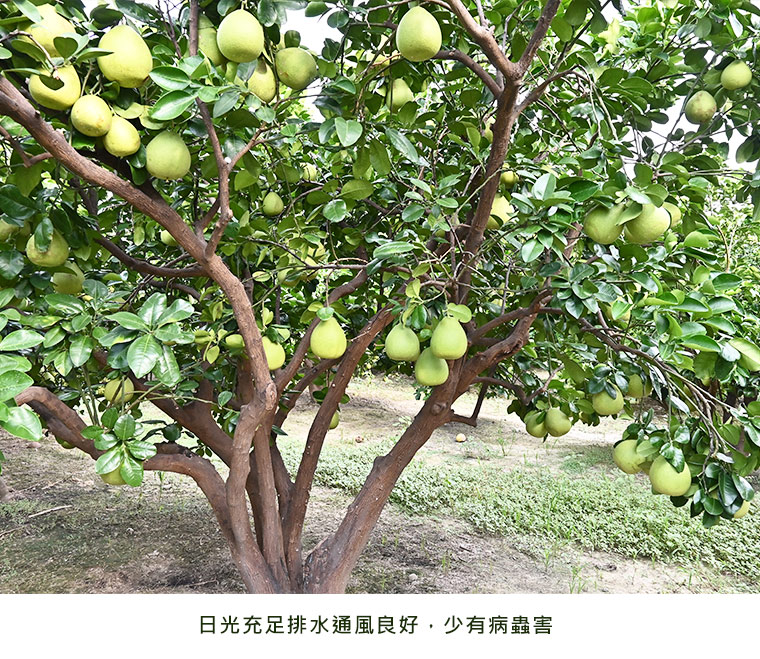 日光充足排水通風良好，少有病蟲害