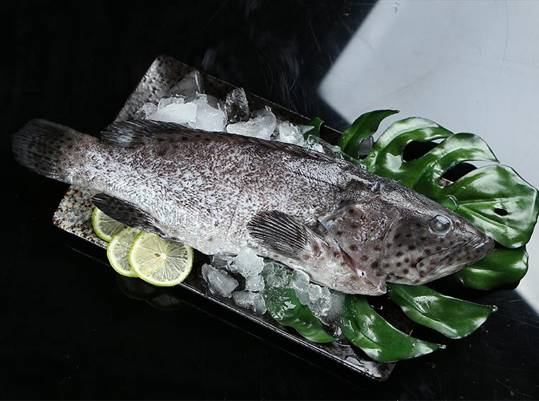肥嫩石斑魚
