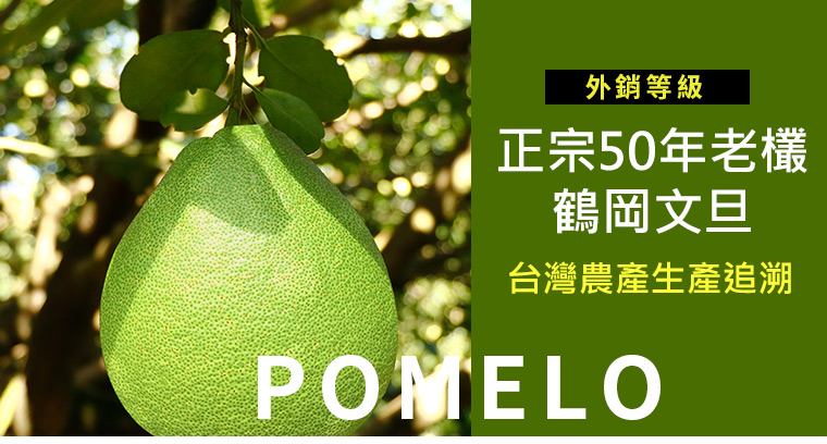 正宗50年老欉鶴岡〝外銷等級文旦〞