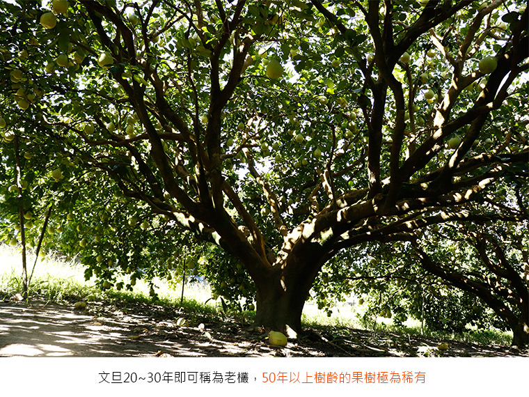 文旦20~30年即可稱為老欉，50年以上樹齡的果樹極為稀有