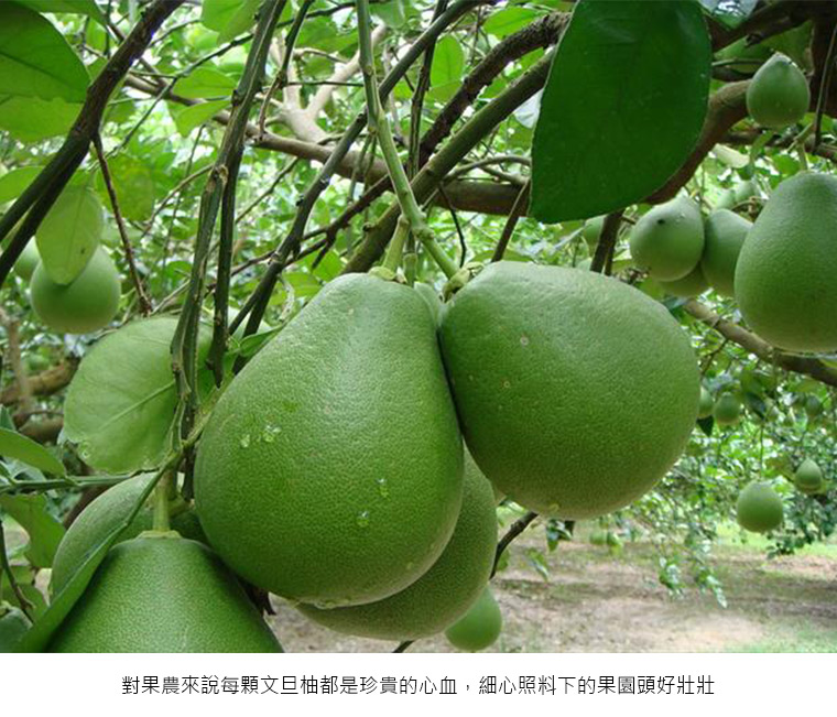對果農來說每顆文旦柚都是珍貴的心血，細心照料下的果園頭好壯壯