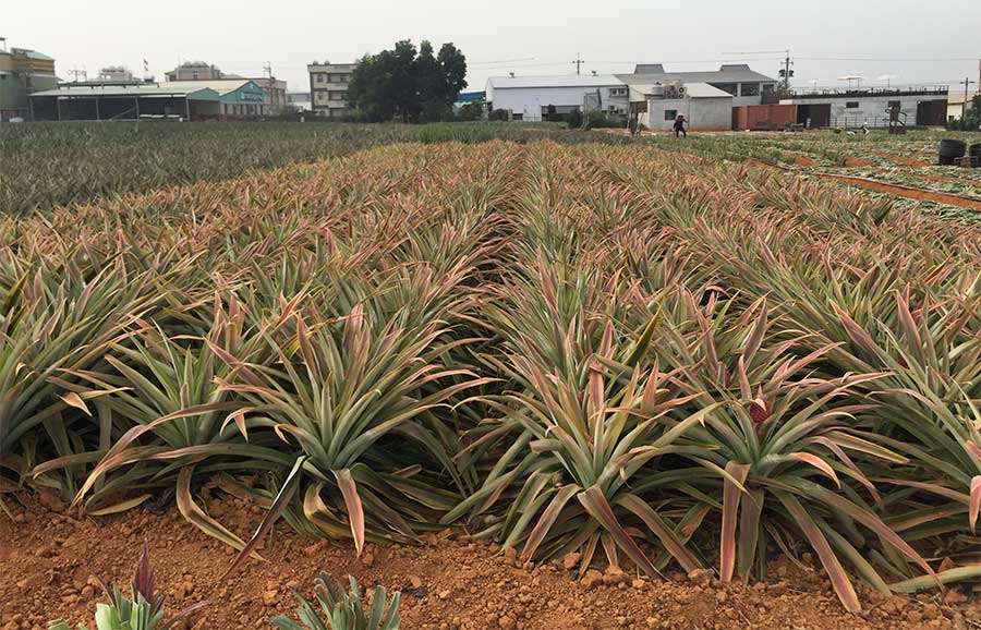 鳳梨田農場