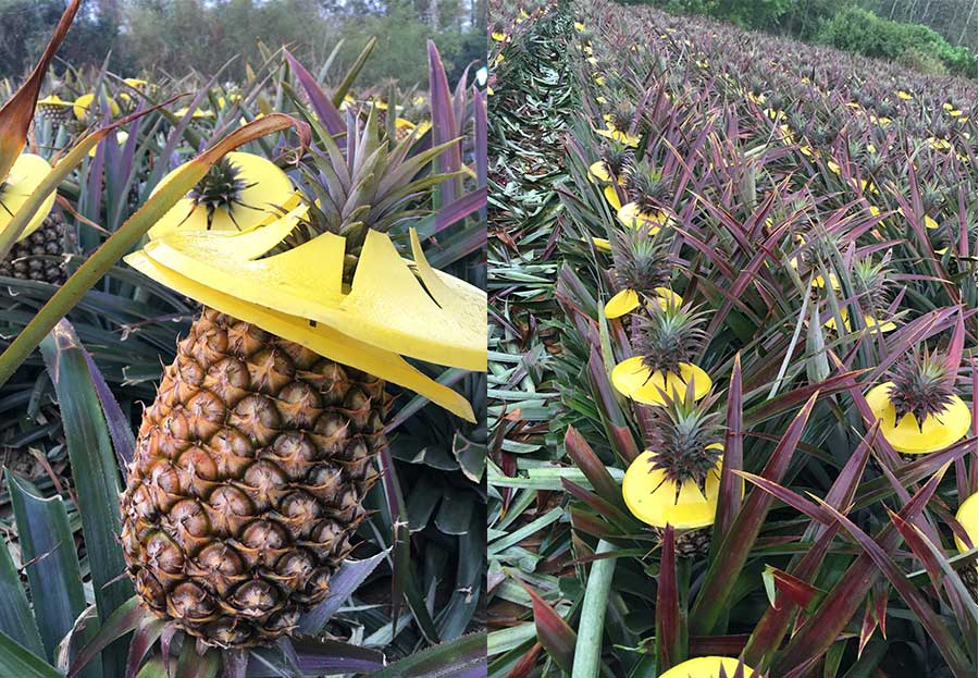 採用自製牛奶液肥灌溉