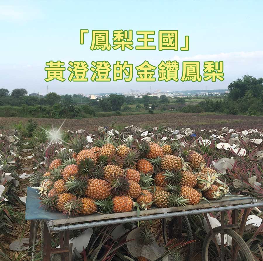 鳳梨王國黃澄澄的金鑽鳳梨