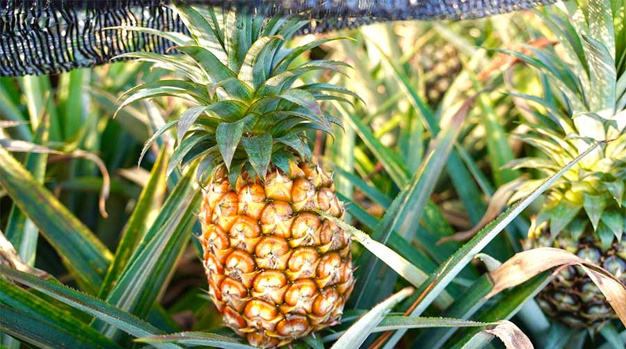 金鑽鳳梨絕佳餐後水果