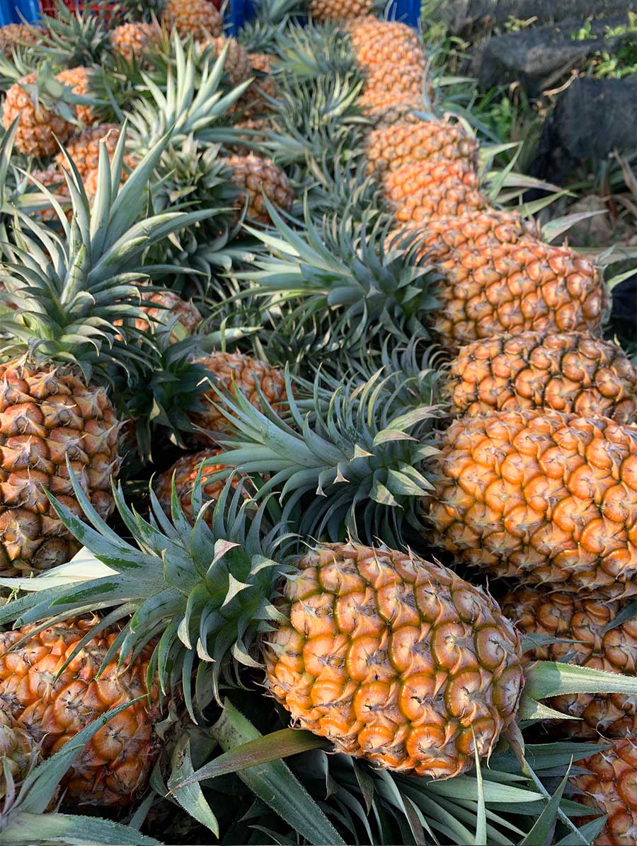 農田一排排金鑽鳳梨