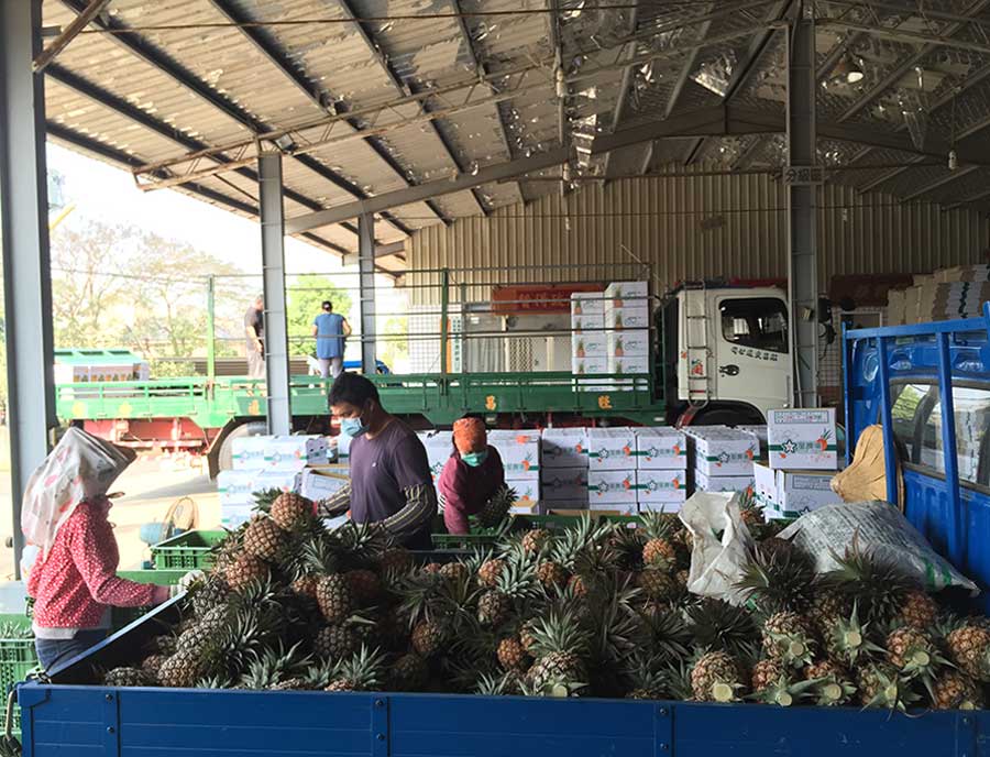 採收金鑽鳳梨的農民