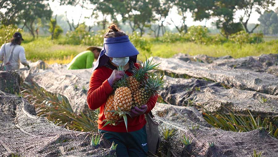 果實纍纍大豐收