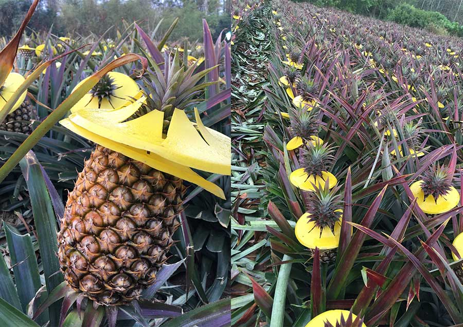 星農場金鑽鳳梨