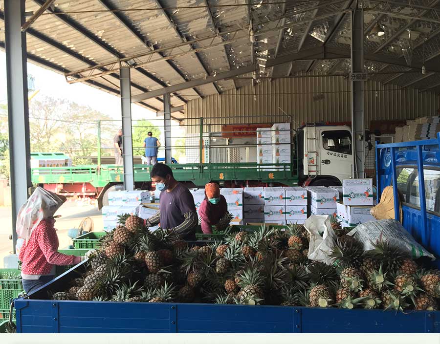 星農場金鑽鳳梨