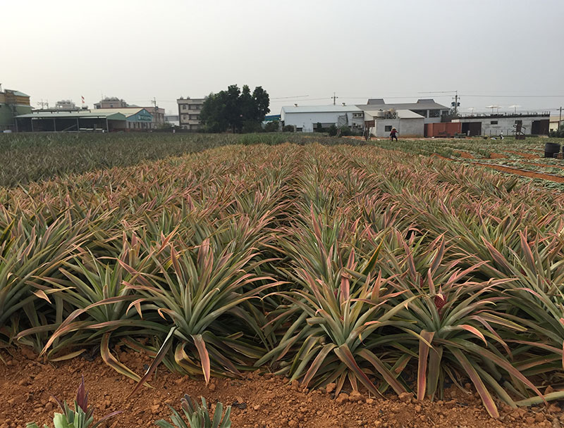 嘉義民雄牛奶鳳梨產地