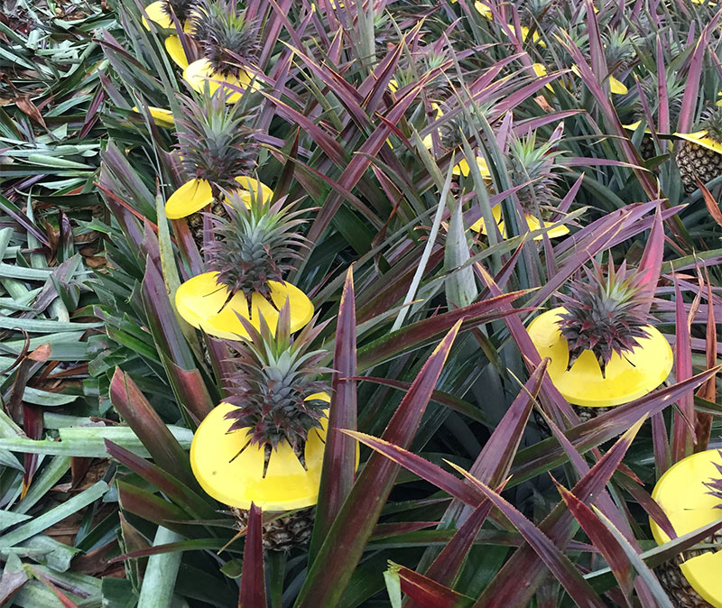 戴上小帽子，就能保護牛奶鳳梨不被曬傷