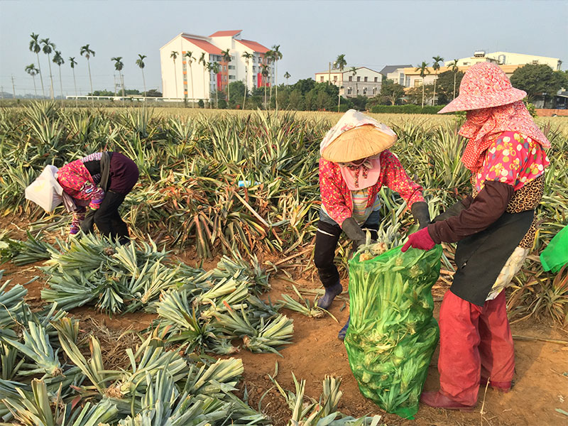 嘉義民雄牛奶鳳梨，鳳梨園