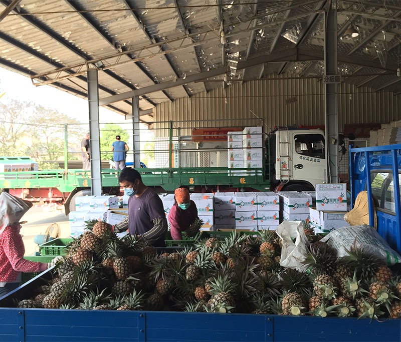 嘉義民雄牛奶鳳梨