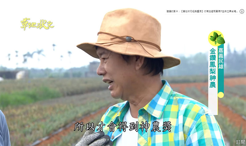 嘉義民雄牛奶鳳梨，草地狀元報導推薦