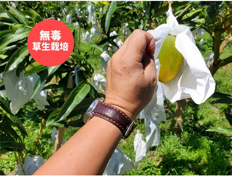 花蓮丞暘-無毒草生栽培