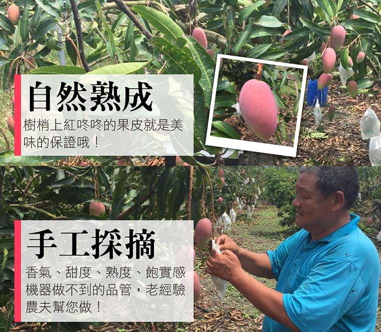 自然熟成:樹梢上紅咚咚果皮就是美味的保證哦!手工採摘:香氣、甜度、熟度、飽實感機器做不到品管，老經驗農夫幫您做!