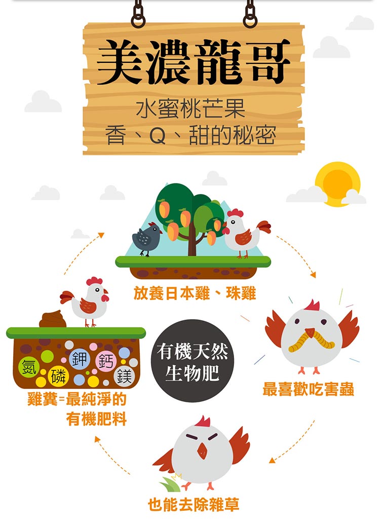 美濃龍哥:水蜜桃芒果香、Q、甜的秘密。有機天然生物肥:放養日本雞、珠雞。→最愛吃害蟲。→也能除去草。→雞糞=最純淨的有機肥料。