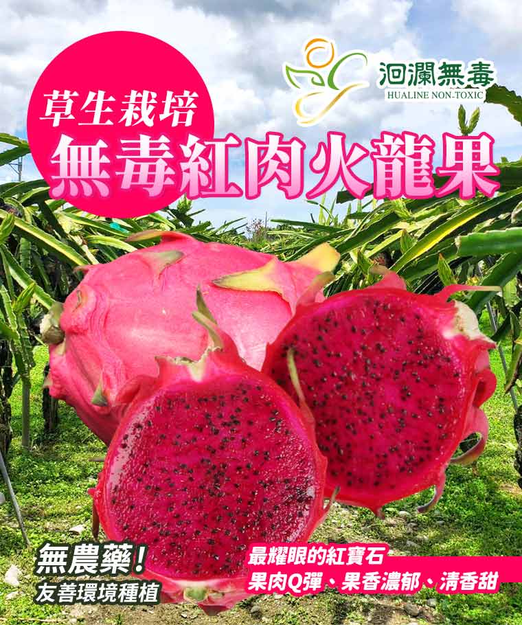 草生栽培無毒紅肉火龍果