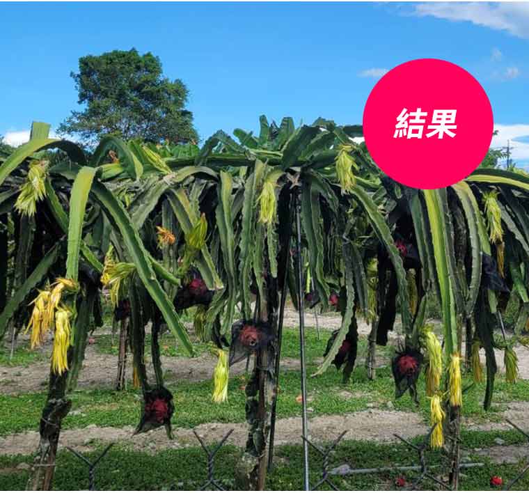 結果