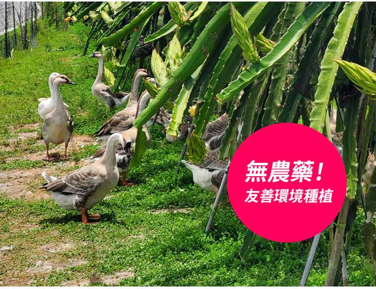 無農藥!友善環境種植