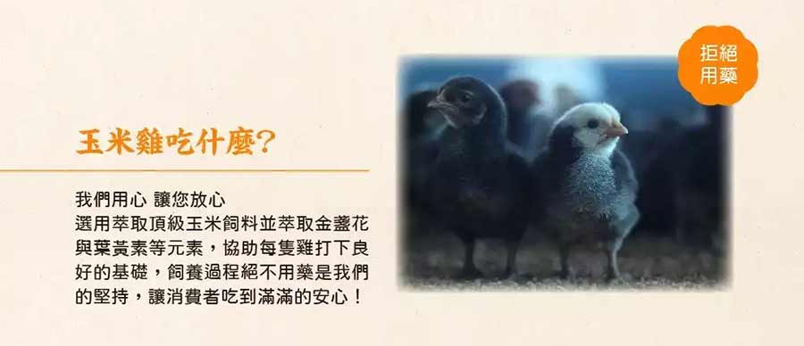 玉米雞吃什麼