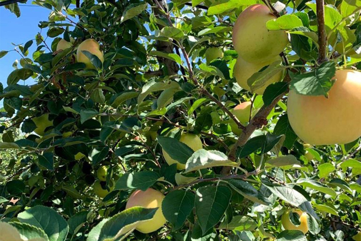 青森水蜜桃蘋果栽培果園