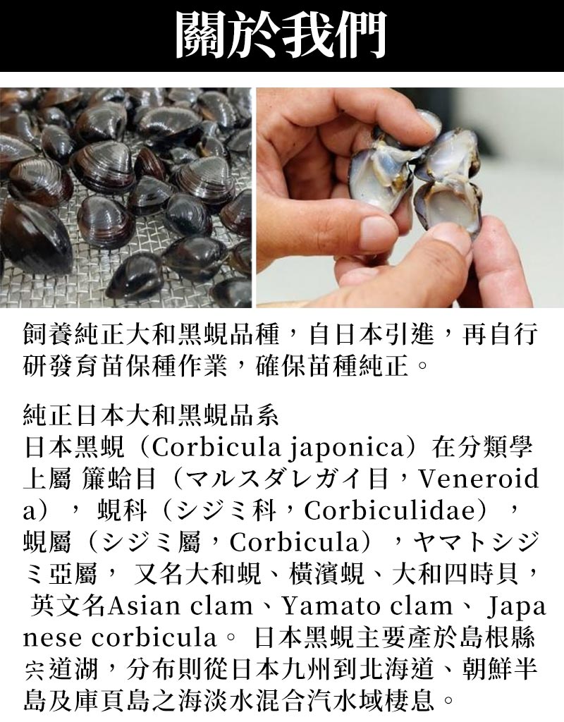 關於我們_飼養純正大和黑蜆品種_自日本引進，再自行研發育苗保種作業，確保苗種純正_純正日本大和黑蜆品系_日本黑蜆（Corbicula japonica）在分類學上屬 簾蛤目（マルスダレガイ目，Veneroida） 蜆科（シジミ科，Corbiculidae） 蜆屬（シジミ屬，Corbicula）