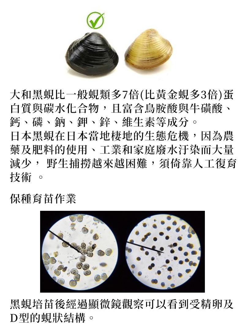 關於我們_大和黑蜆比一般蜆類多7倍(比黃金蜆多3倍)蛋白質與碳水化合物，且富含鳥胺酸與牛 磺酸、鈣、磷、鈉、鉀、鋅、維生素等成分_日本黑蜆在日本當地棲地的生態危機，因為農藥及肥料的使用、工業和家庭廢水汙染而大量減少， 野生捕撈越來越困難，須倚靠人工復育技術_保種育苗作業
