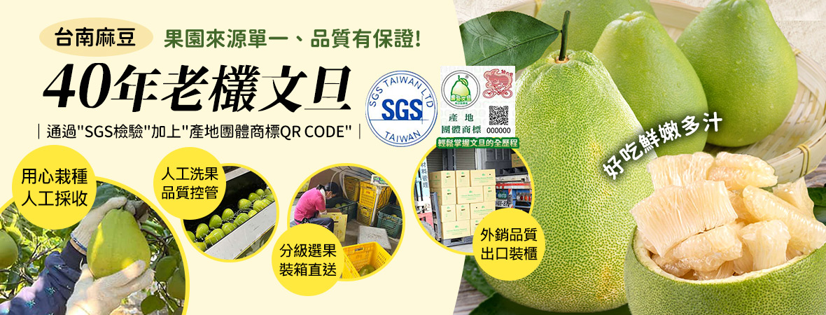 麻豆第四張家班_台南麻豆40年老欉文旦202408